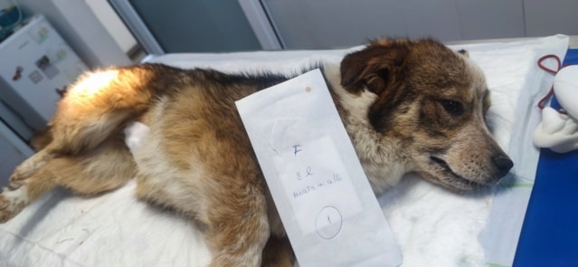 Juny, chien à l'adoption chez Remember Me France