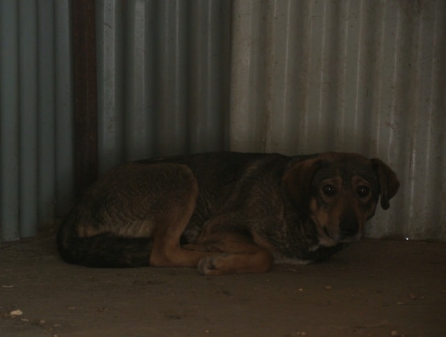 Karaba, chien à l'adoption chez Remember Me France