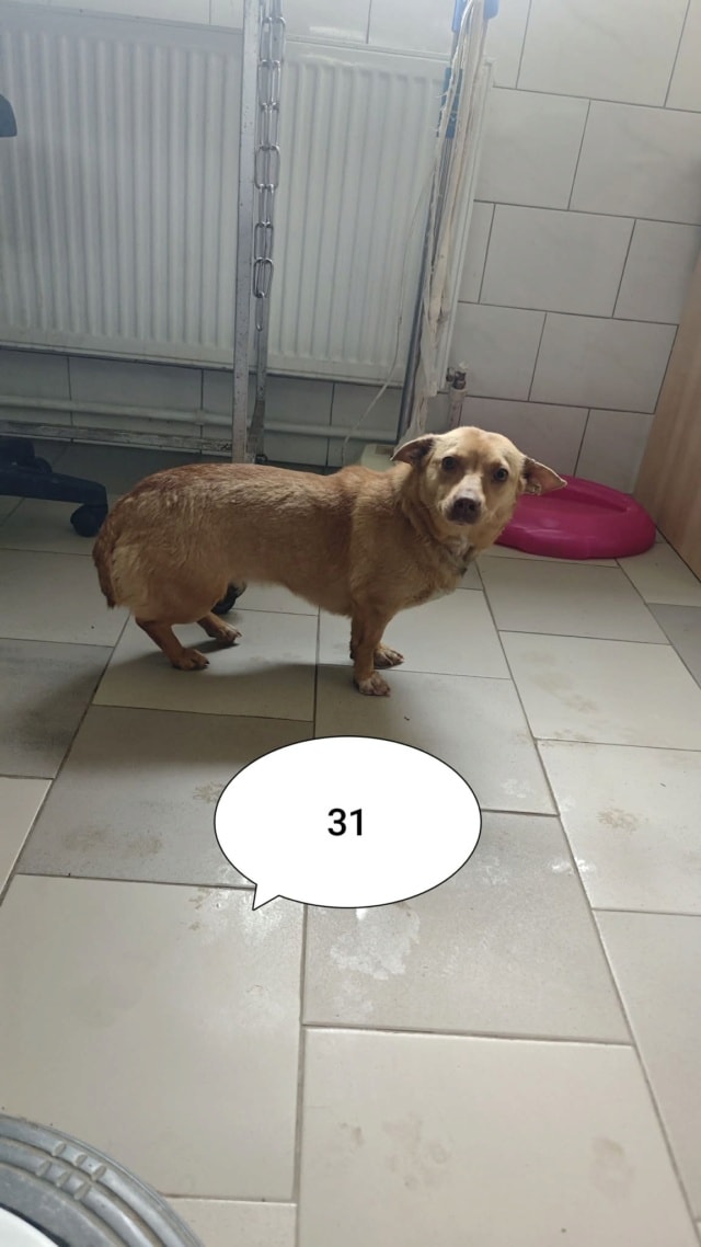 Kassia, chien à l'adoption chez Remember Me France