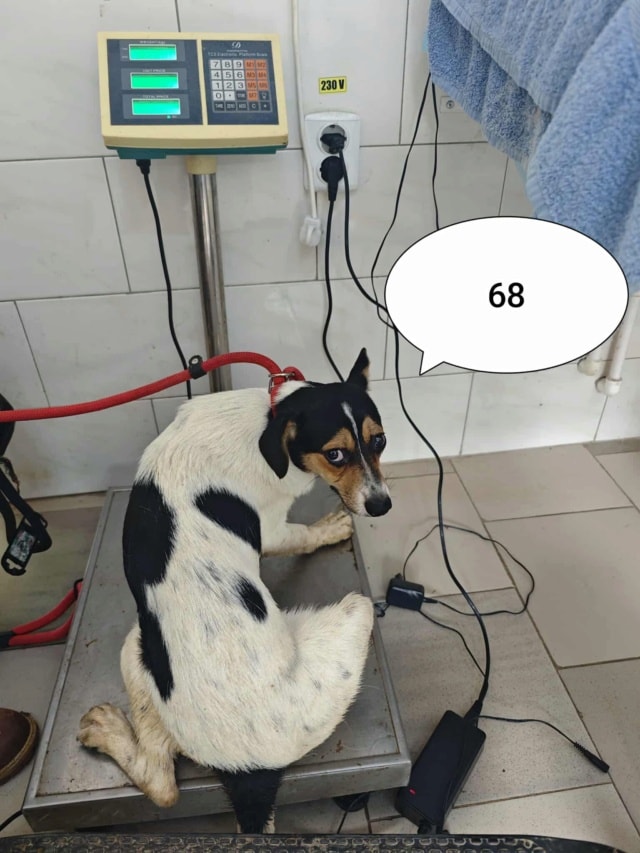 Katzuki, chien à l'adoption chez Remember Me France