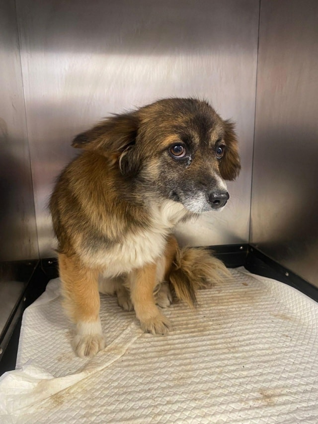 Kenya, chien à l'adoption chez Remember Me France