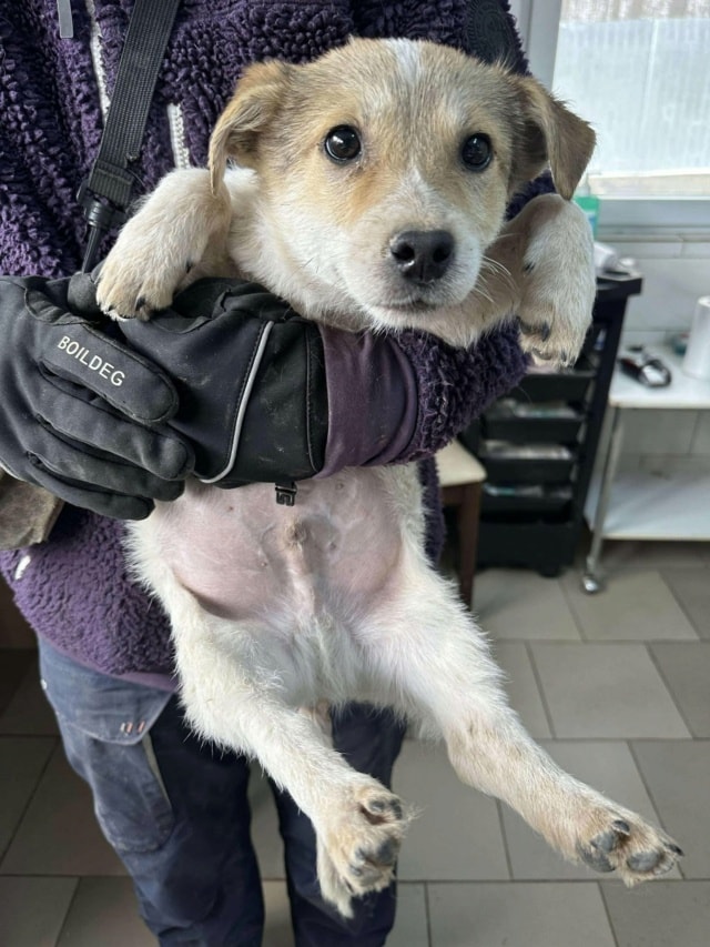 Kiartan, chien à l'adoption chez Remember Me France