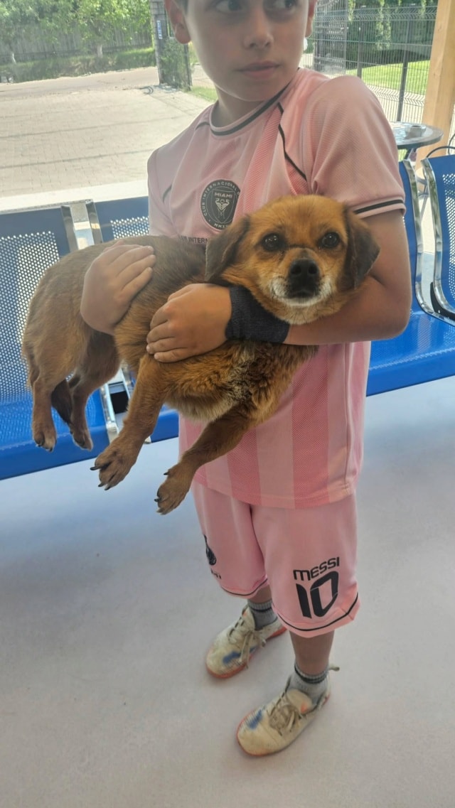Kiddy, chien à l'adoption chez Remember Me France