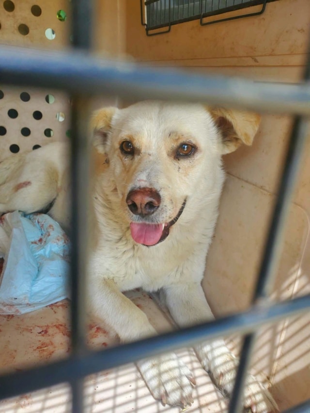 Kiro, chien à l'adoption chez Remember Me France