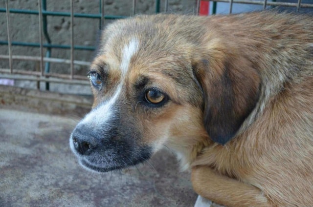 Kora, chien à l'adoption chez Remember Me France