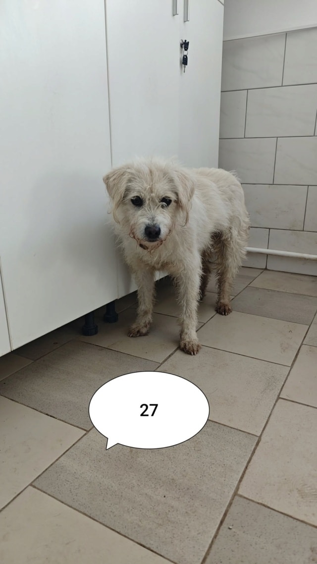 Korugu, chien à l'adoption chez Remember Me France