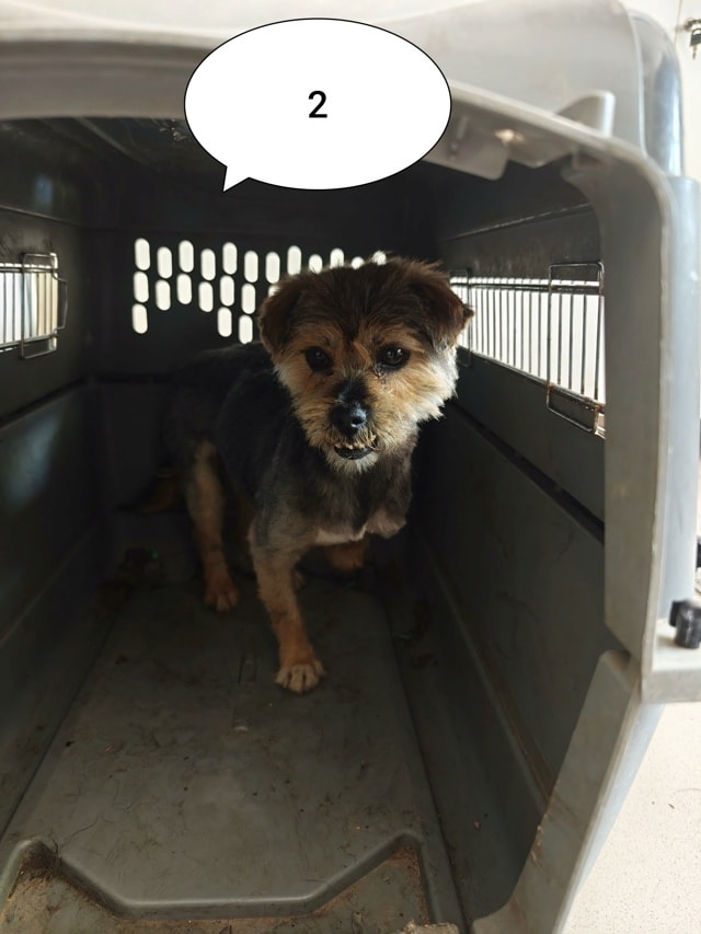Kovou, chien à l'adoption chez Remember Me France