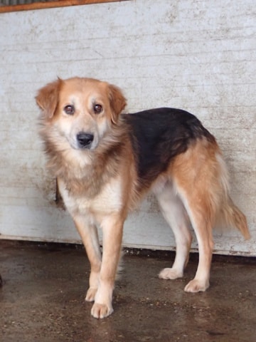 Kraft, chien à l'adoption chez Remember Me France