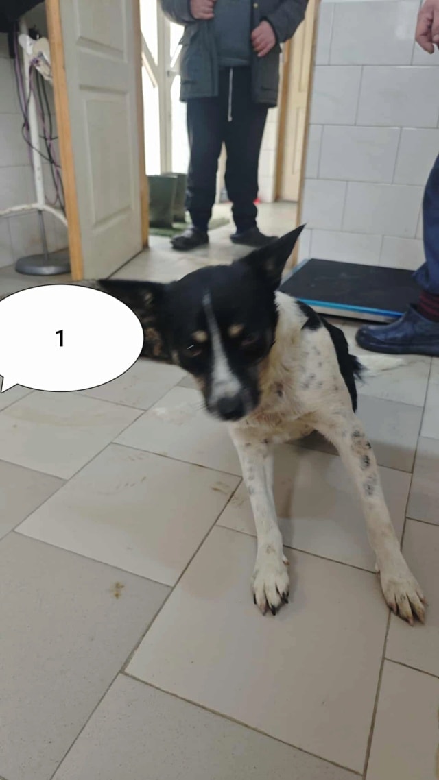 Kungs, chien à l'adoption chez Remember Me France