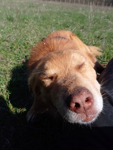 Lilian, chien à l'adoption chez Remember Me France