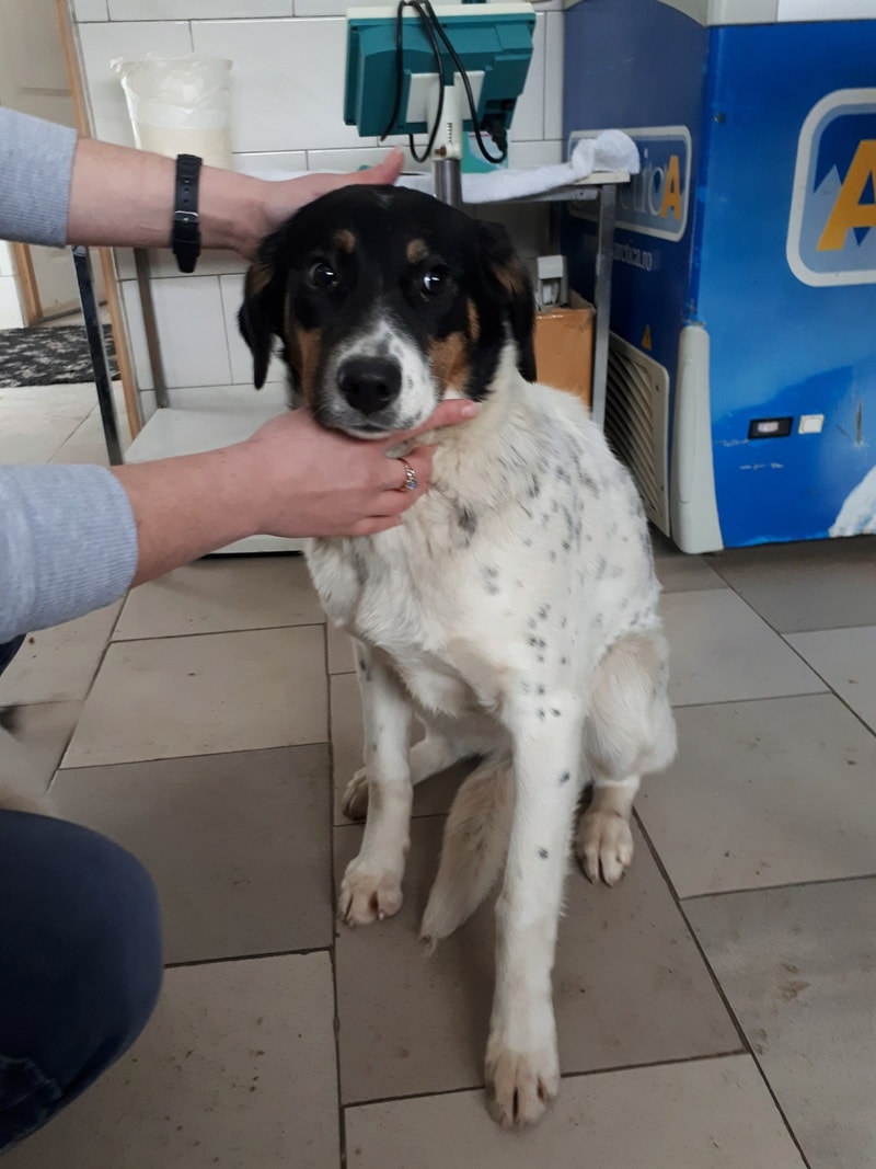 Lily, chien à l'adoption chez Remember Me France