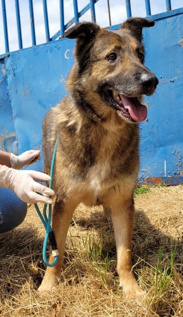 Lincoln, chien à l'adoption chez Remember Me France