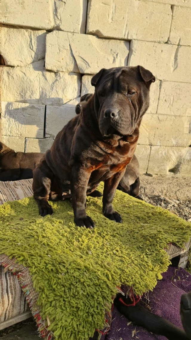 Lipa, chien à l'adoption chez Remember Me France