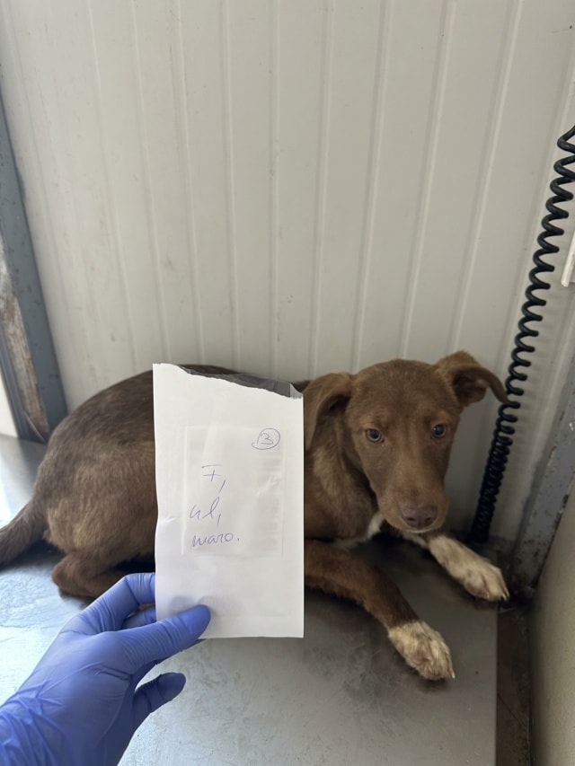 Lipova, chien à l'adoption chez Remember Me France