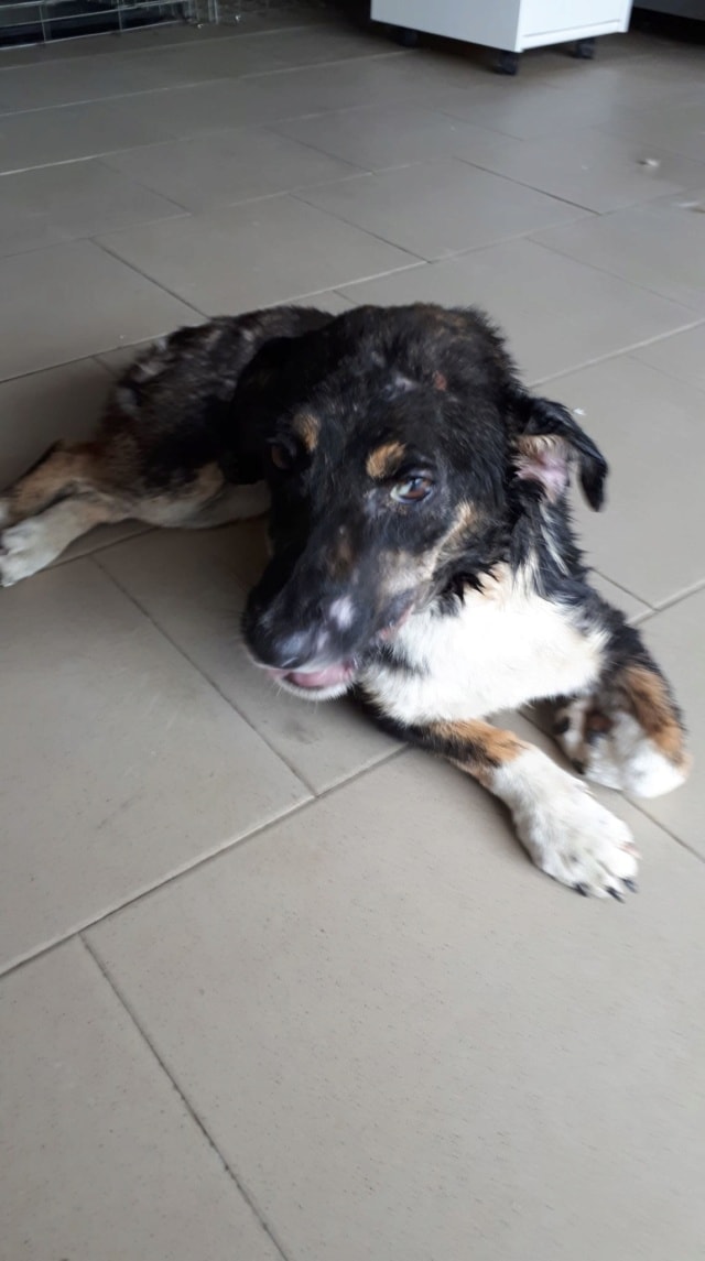 Lisette, chien à l'adoption chez Remember Me France