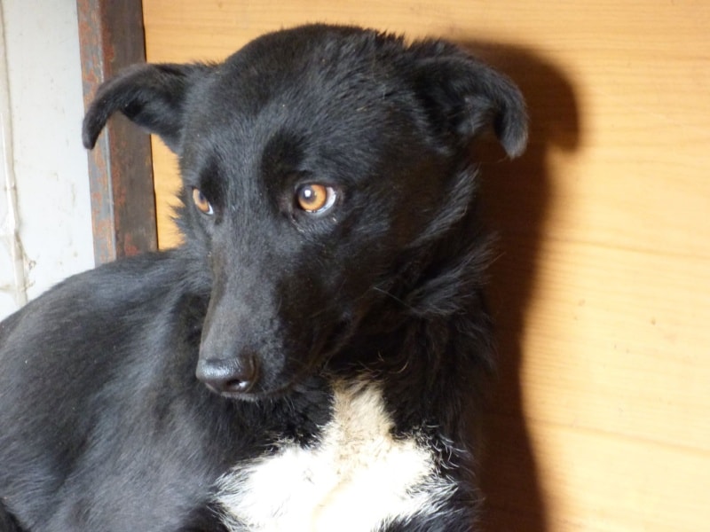 Litchee, chien à l'adoption chez Remember Me France