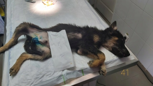 Loki, chien à l'adoption chez Remember Me France