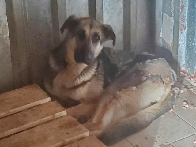 Lola, chien à l'adoption chez Remember Me France