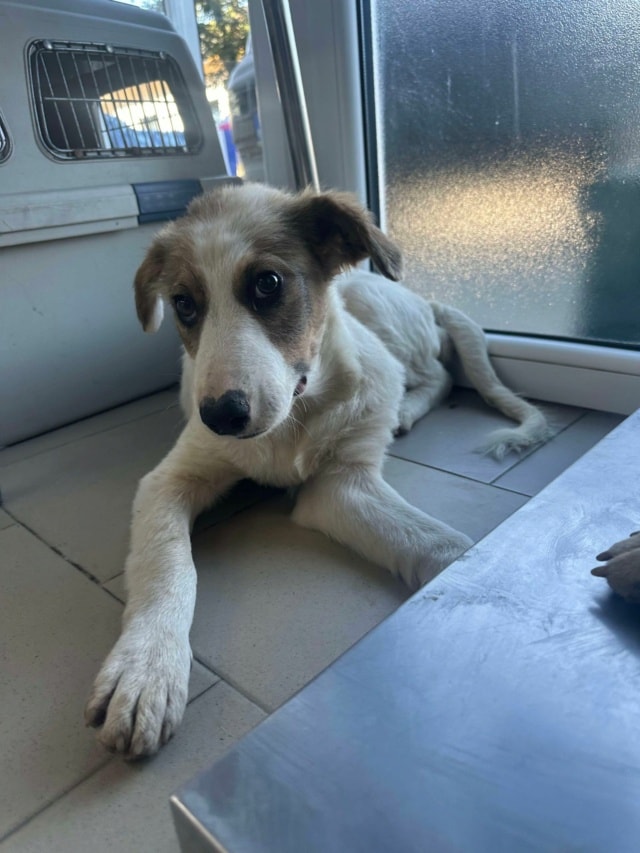 Loyd, chien à l'adoption chez Remember Me France