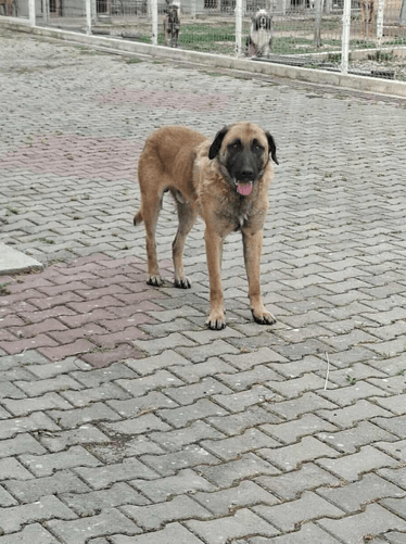 Ludwig, chien à l'adoption chez Remember Me France