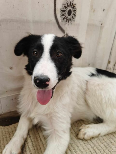 Lukas, chien à l'adoption chez Remember Me France