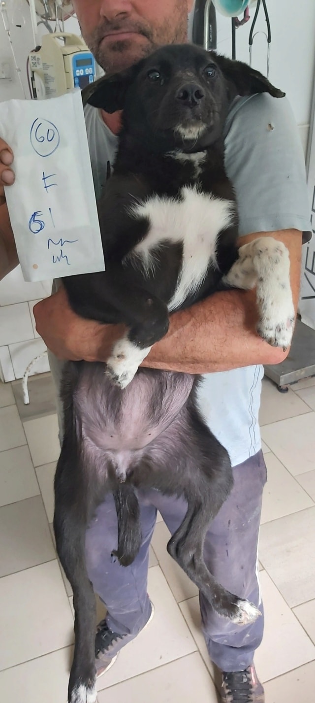 Lusitania, chien à l'adoption chez Remember Me France