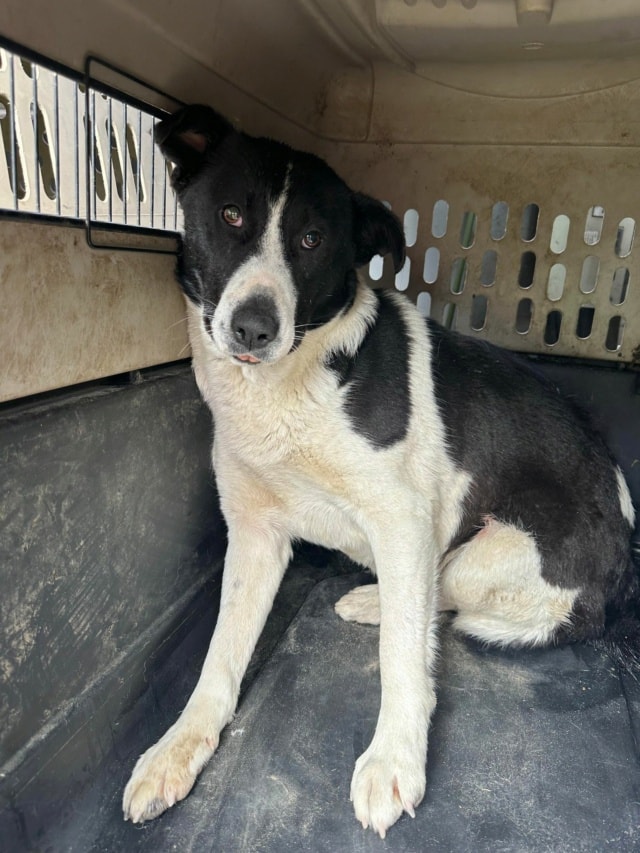 Lyly, chien à l'adoption chez Remember Me France