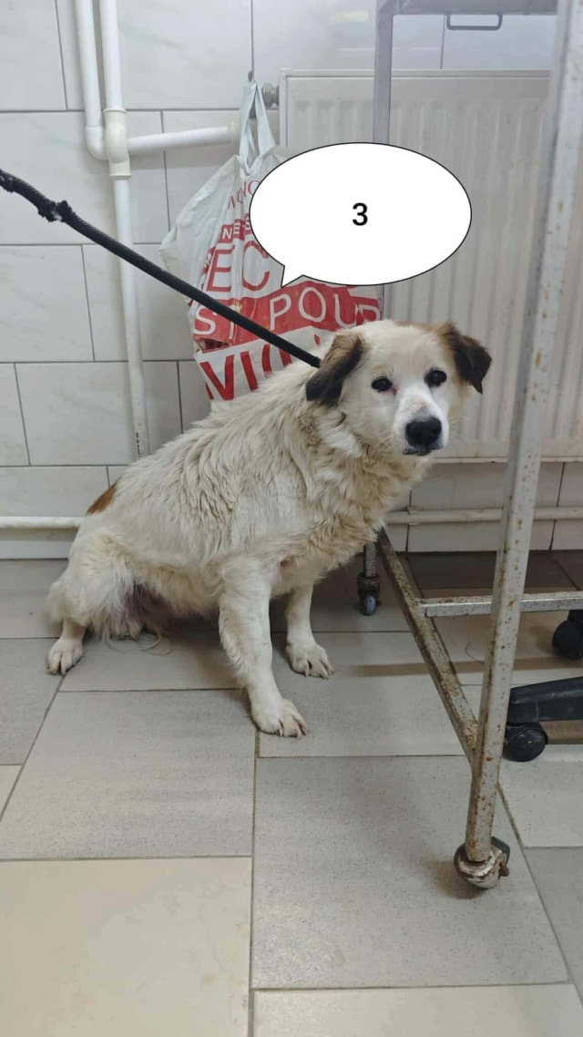 Mandragore, chien à l'adoption chez Remember Me France