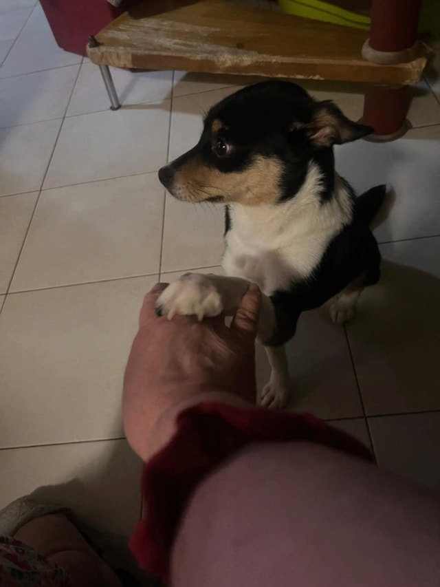 Mara, chien à l'adoption chez Remember Me France