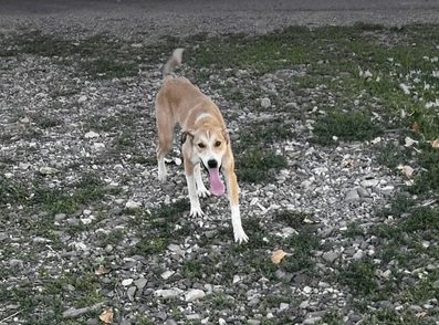 Marghioala, chien à l'adoption chez Remember Me France