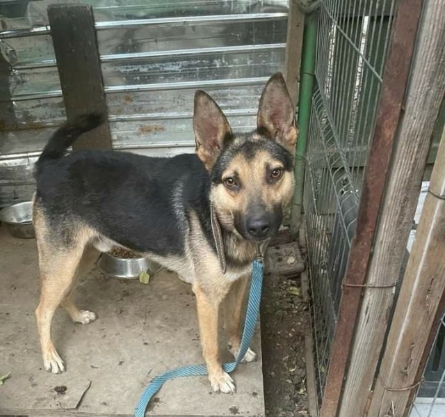 Maxi, chien à l'adoption chez Remember Me France