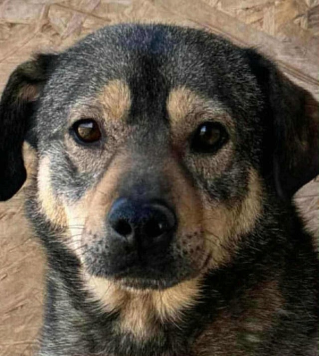 Melchior, chien à l'adoption chez Remember Me France