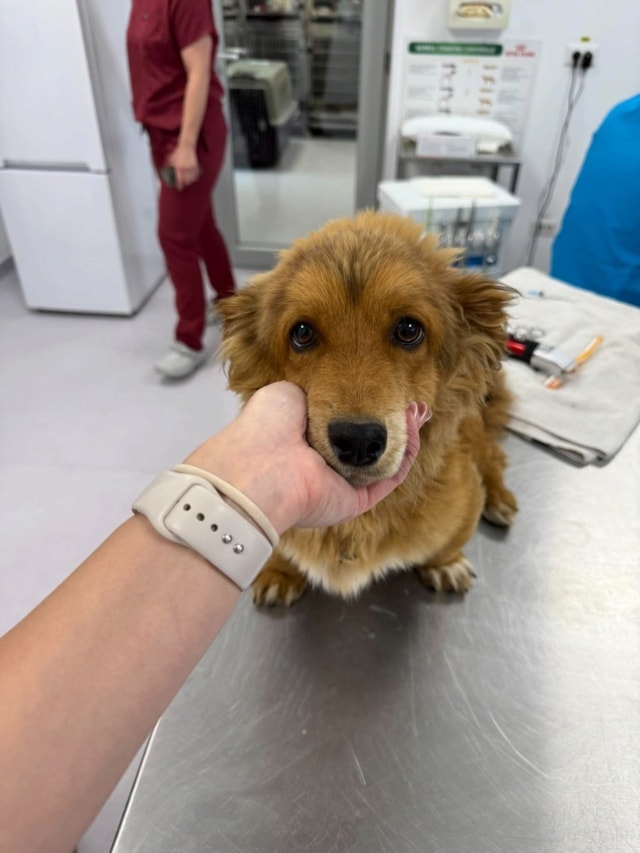 Merigold, chien à l'adoption chez Remember Me France