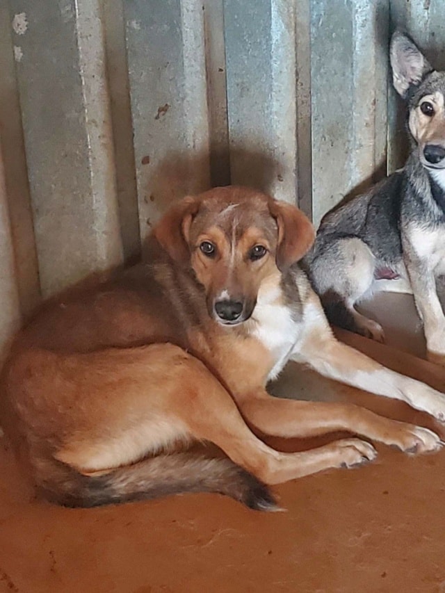 Merlin, chien à l'adoption chez Remember Me France
