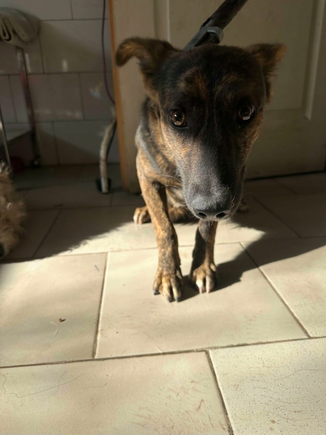 Michoco, chien à l'adoption chez Remember Me France