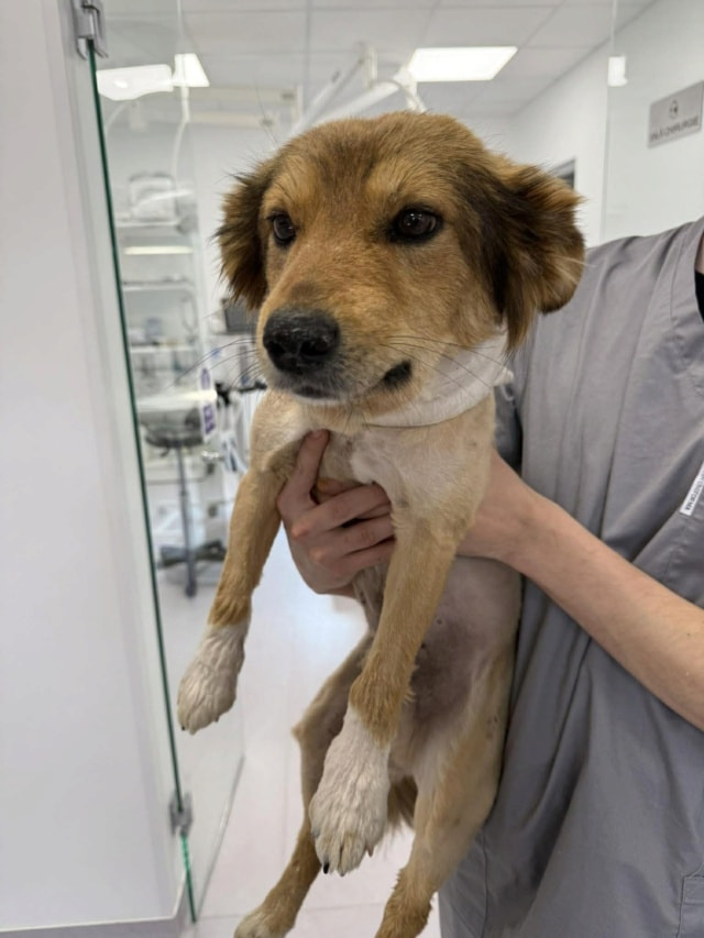 Miglou, chien à l'adoption chez Remember Me France