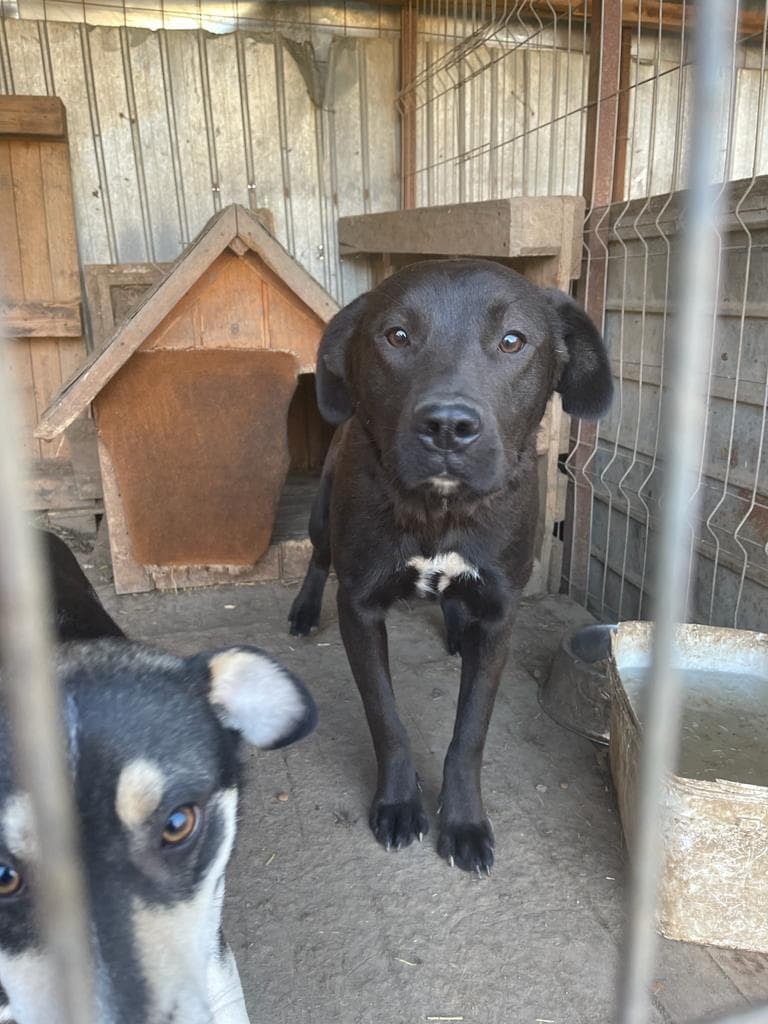 Mila, chien à l'adoption chez Remember Me France