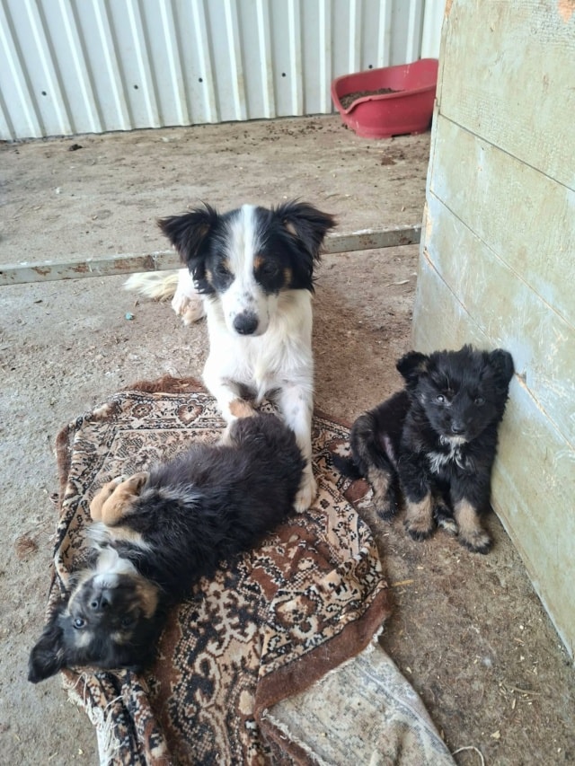 Mononoké, chien à l'adoption chez Remember Me France
