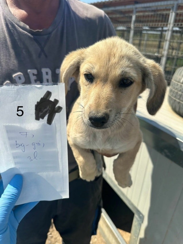 Myriade, chien à l'adoption chez Remember Me France