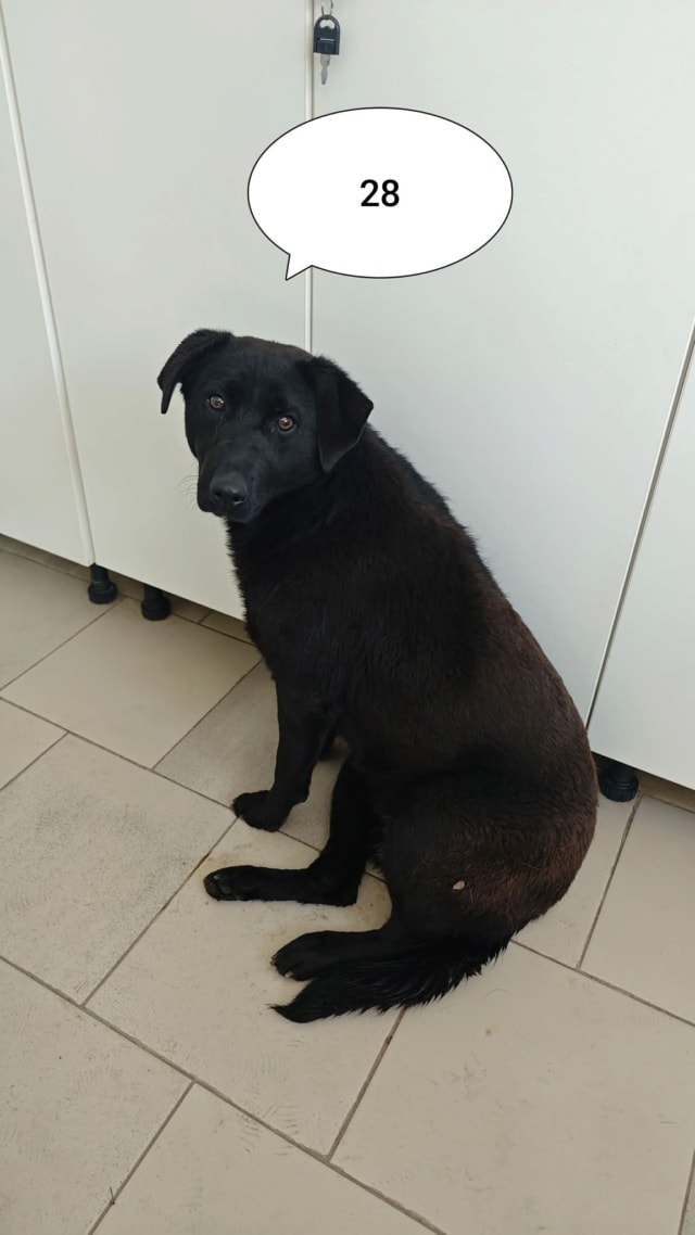 Myrka, chien à l'adoption chez Remember Me France