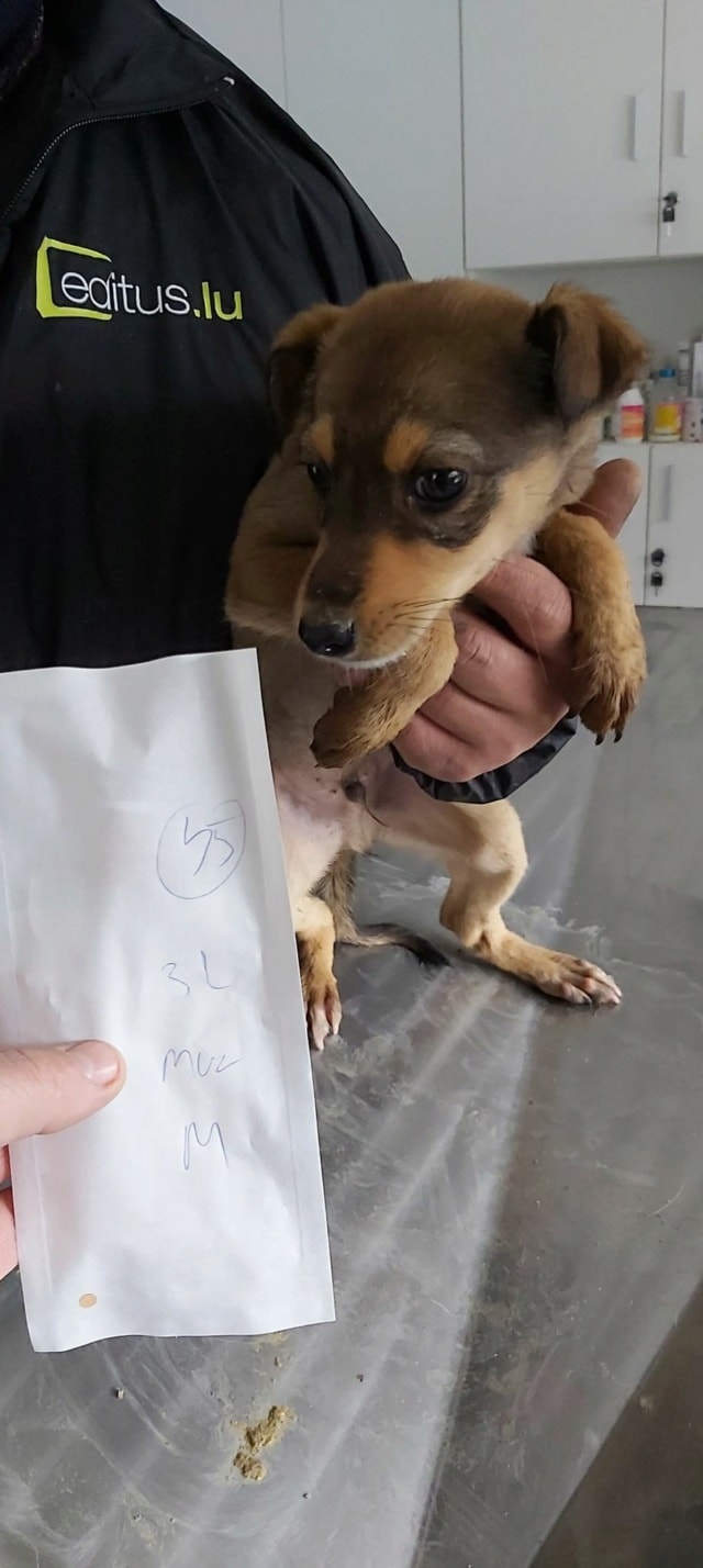 Nagori, chien à l'adoption chez Remember Me France