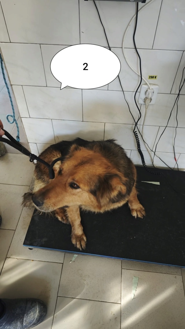 Namaari, chien à l'adoption chez Remember Me France