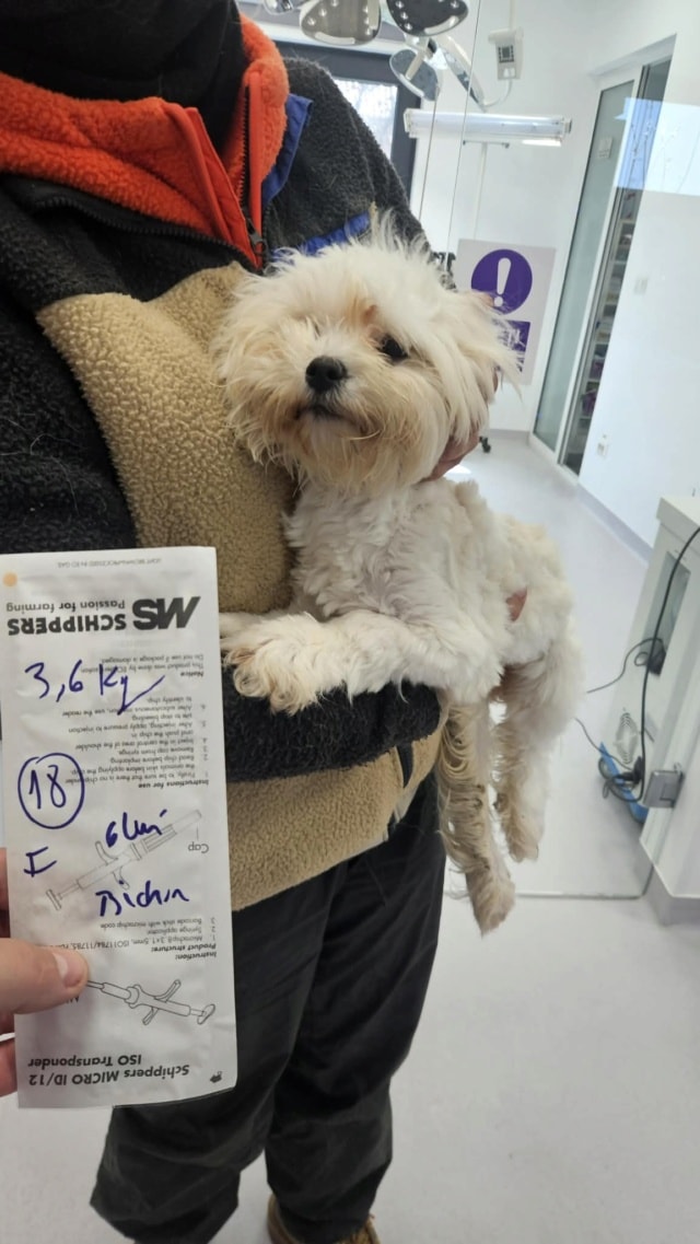 Nami, chien à l'adoption chez Remember Me France