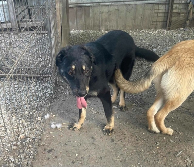 Nando, chien à l'adoption chez Remember Me France
