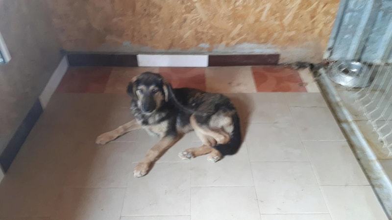 Narco, chien à l'adoption chez Remember Me France