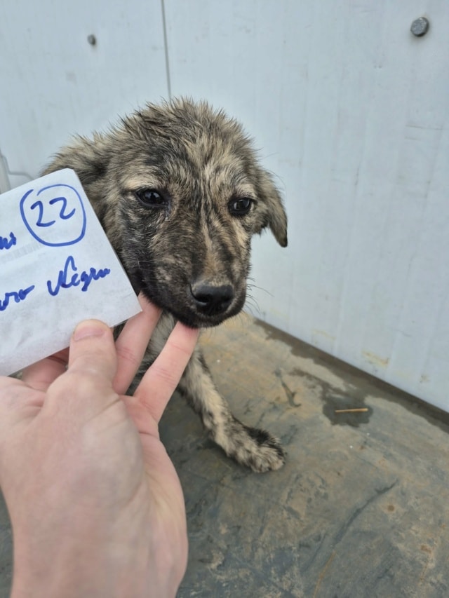 Nash, chien à l'adoption chez Remember Me France