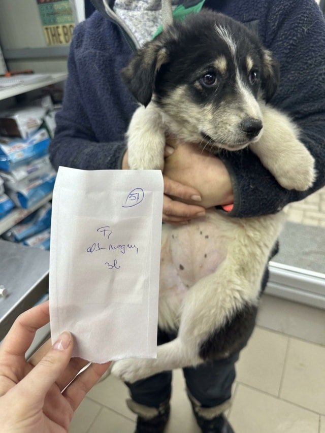 Nican, chien à l'adoption chez Remember Me France