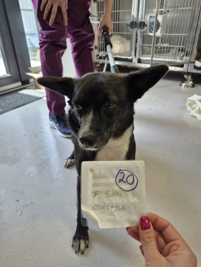 Nyxelle, chien à l'adoption chez Remember Me France