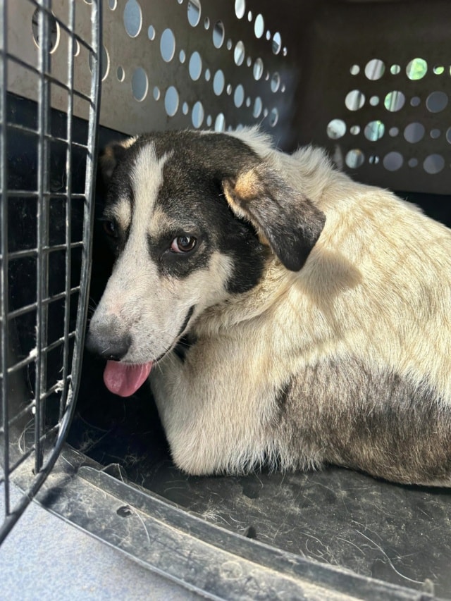 Obelix, chien à l'adoption chez Remember Me France