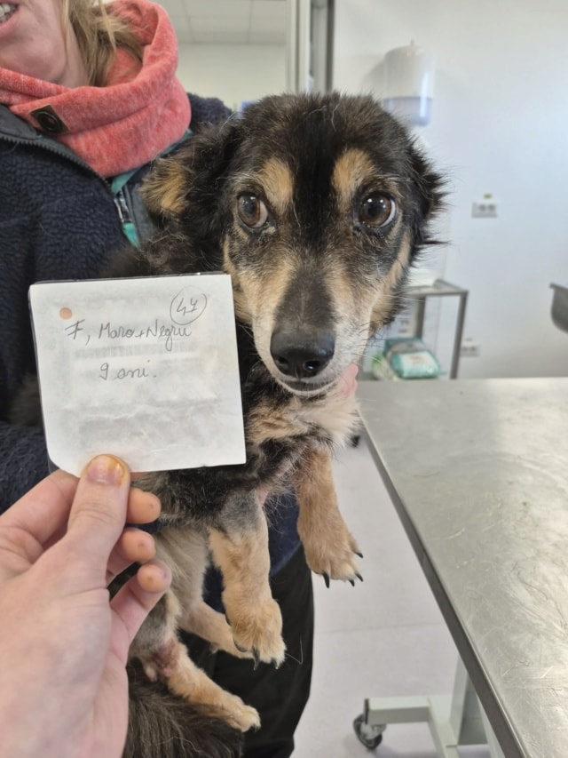 Oldie, chien à l'adoption chez Remember Me France